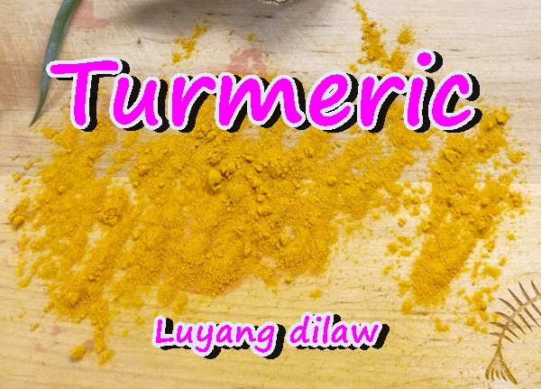 Nagpapakita ng turmeric o luyang dilaw na powder.